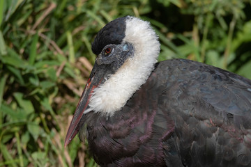 Wollhalsstorch 