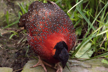 Tragopan