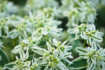Beautiful multicolored flowers on a blurred background of nature and meadow. Stock Photo for design