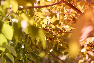 Sun rays through the leaves of a tree on a sunny day in Dallas Park