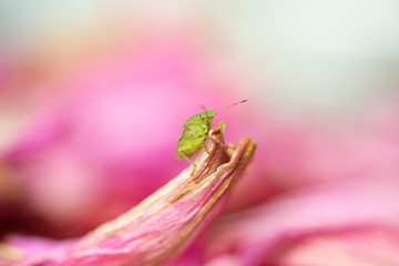 Pentatomidae - Stink bug on pink background 