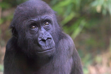 Fototapeta premium Gorilla