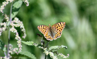Yellow butterfly  Argynnis hyperbius 