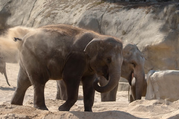 Fototapeta premium Elefant