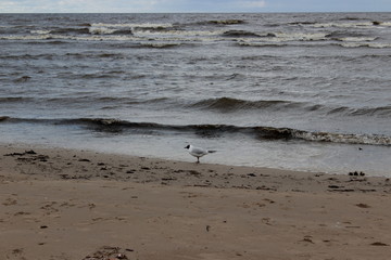 Fototapeta premium jurmala beach close to riga, latvia