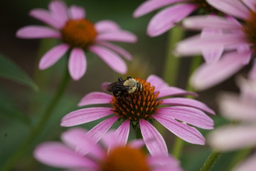 flower, bee nature insect garden