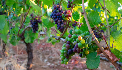 Looking down on a vineyard grapevine with clusters of grapes gradually ripening from green to blue to purple in an Oregon vineyard. 