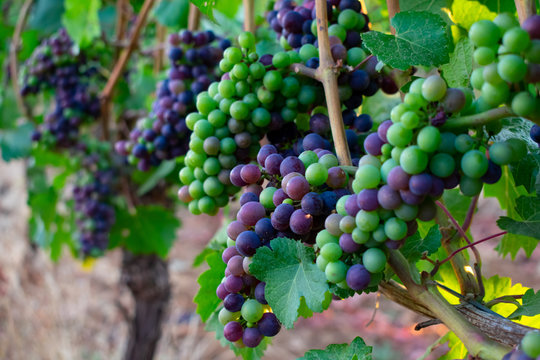 A Close Up Look At Staggered Bunches Of Ripening Wine Grapes Shifting From Green To Blue To Purple In An Oregon Vineyard.