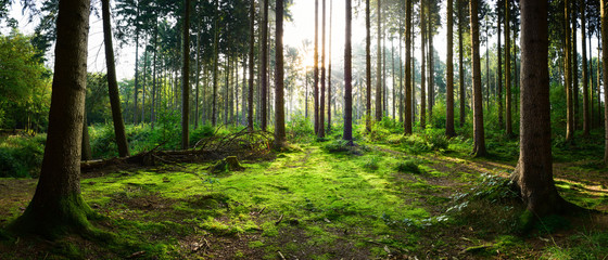 Beautiful forest panorama with bright sun shining through the trees - obrazy, fototapety, plakaty