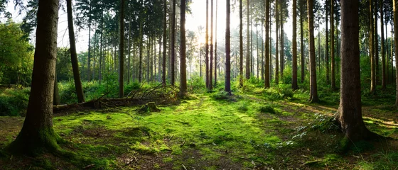 Foto auf Glas Wunderschönes Waldpanorama mit strahlender Sonne durch die Bäume © Günter Albers