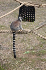 Lemur 4