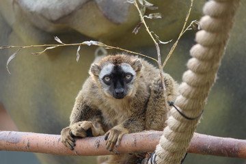 Lemur 2