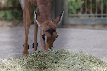Impala
