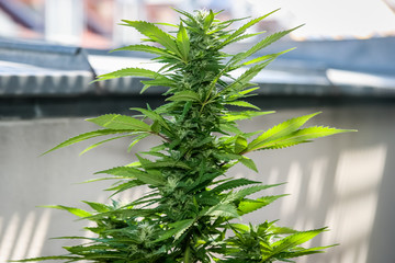 Home grown marijuana plant in an urban environment. Macro photo of a Cannabis bud outdoor, with...