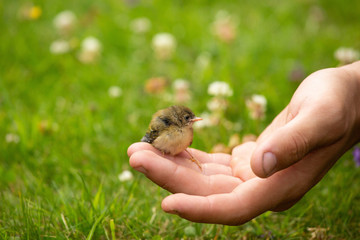 Cute baby bird on the hand of a boy in a spring lawn, animal lovers, tender message