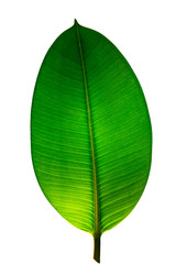 Indian Ficus Elastica leaf illuminated with light through, isolated at white background