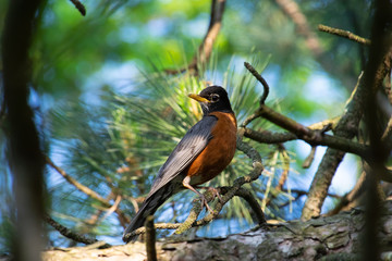 Robin in Tree