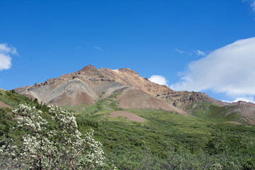 Denali National Park Green Transit Bus Tour 