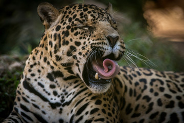Onça Pintada / Jaguar (Panthera onca)