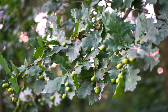 Beautiful oak acorns on a tree. Seeds of summer plants. Stock photo.