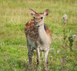 Sika Deer, Dorset, England