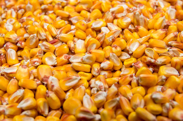 Harvest maize. Corn grain.