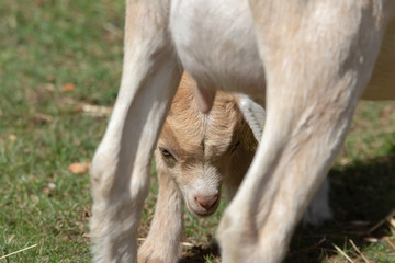 Obraz premium afrikanische Zwergziege Ziege
