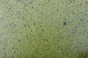 A swamp in a pine forest, completely covered with algae
