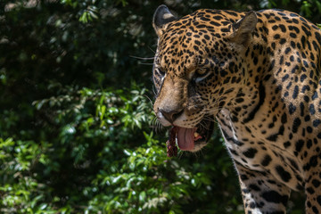 Onça Pintada / Jaguar (Panthera onca)