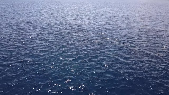 Big pod of wild dolphins in blue tropical lagoon at Lovina beach in Bali island