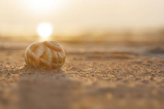 Burdur G&ouml;l&uuml; kumda salyangoz kabuğu ve g&uuml;n batımı
Snail shell with sand and sunset on the Burdur Lake in Turkey
