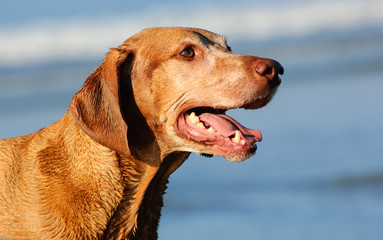 Vizsla dog outdoor portrait against blue water