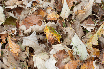 Autumn. Dried foliage.