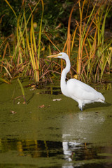Great Egret , Thompson, Illinois