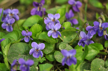 Obraz premium Forest violet close up