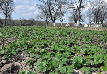 Fototapeta na wymiar Spring strawberries grow in organic soil