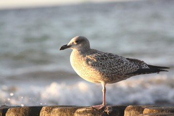 Grey Seagull sitting on groyne at the baltic sea