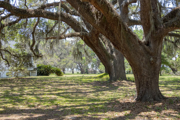 Live Oak Trees, Cumberland Island, Georgia