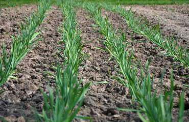 The young garlic grows in the ground