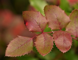 Red flower leaves close up selective focus blurred background