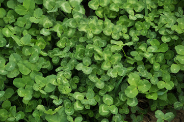 Obraz premium Spring crops of a young clover