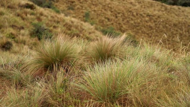 Ichu Grass in Andes of Peru
