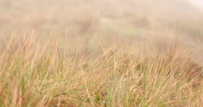 Ichu Grass in Andes Mountains