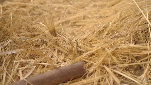Wheat threshing, South America