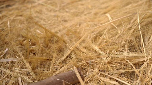 Wheat threshing, South America