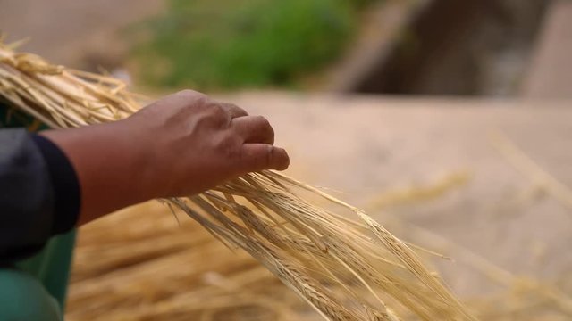Farmer threshing whaet. South America