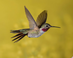 Fototapeta na wymiar Broad-tailed Hummingbird - Male