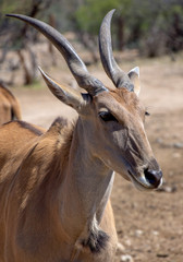 Eland - Female