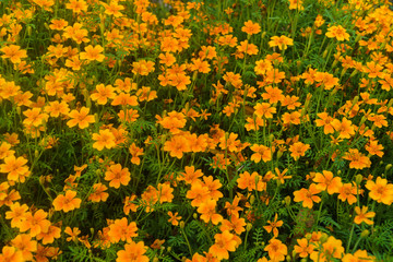 Obraz premium decoration from the marigolds in the city park