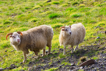 Sheep and Lamb, the staple animals of Iceland